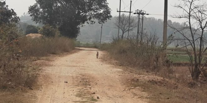 तीन महीने भी नहीं हुए, जावर की सीसी सड़क हो गई खस्ता हाल