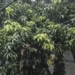 उत्तर प्रदेश में मौसम ने बदला मिजाज, 36 जिलों में भारी बारिश का अलर्ट; कई नदियों का बढ़ा जलस्तर
